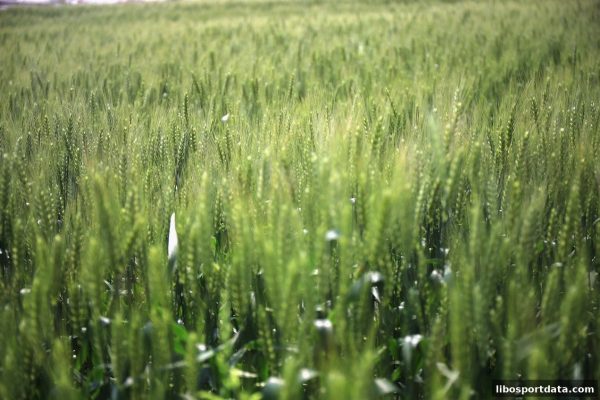 立博体育深度解析：亏损返还政策与微信充值的实战攻略