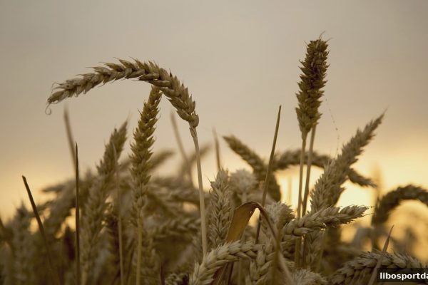 立博体育返佣活动全解析：SEO优化引流与合规推广实战指南